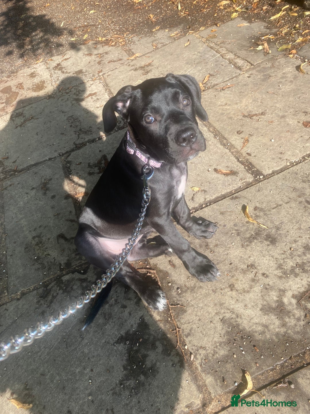 Cane Corso dogs for sale: Luna cane corso  - Image 3