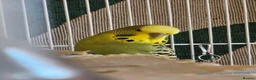 Budgerigars birds for sale: Seeking Experienced Owner for Disabled Budgie in Knaresborough - Advert 3