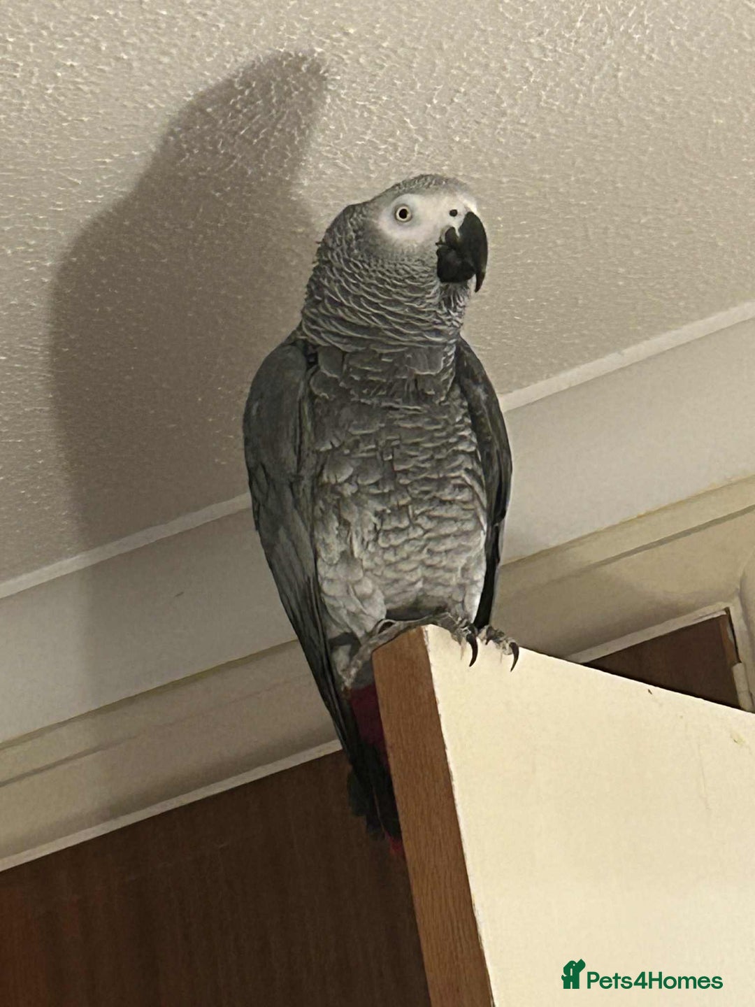 Parrots birds for sale: African grey  - Advert 10