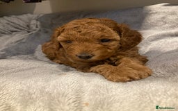 Mixed Breed dogs for sale: COCKAPOO Male and Female fox red  puppies - Image 5