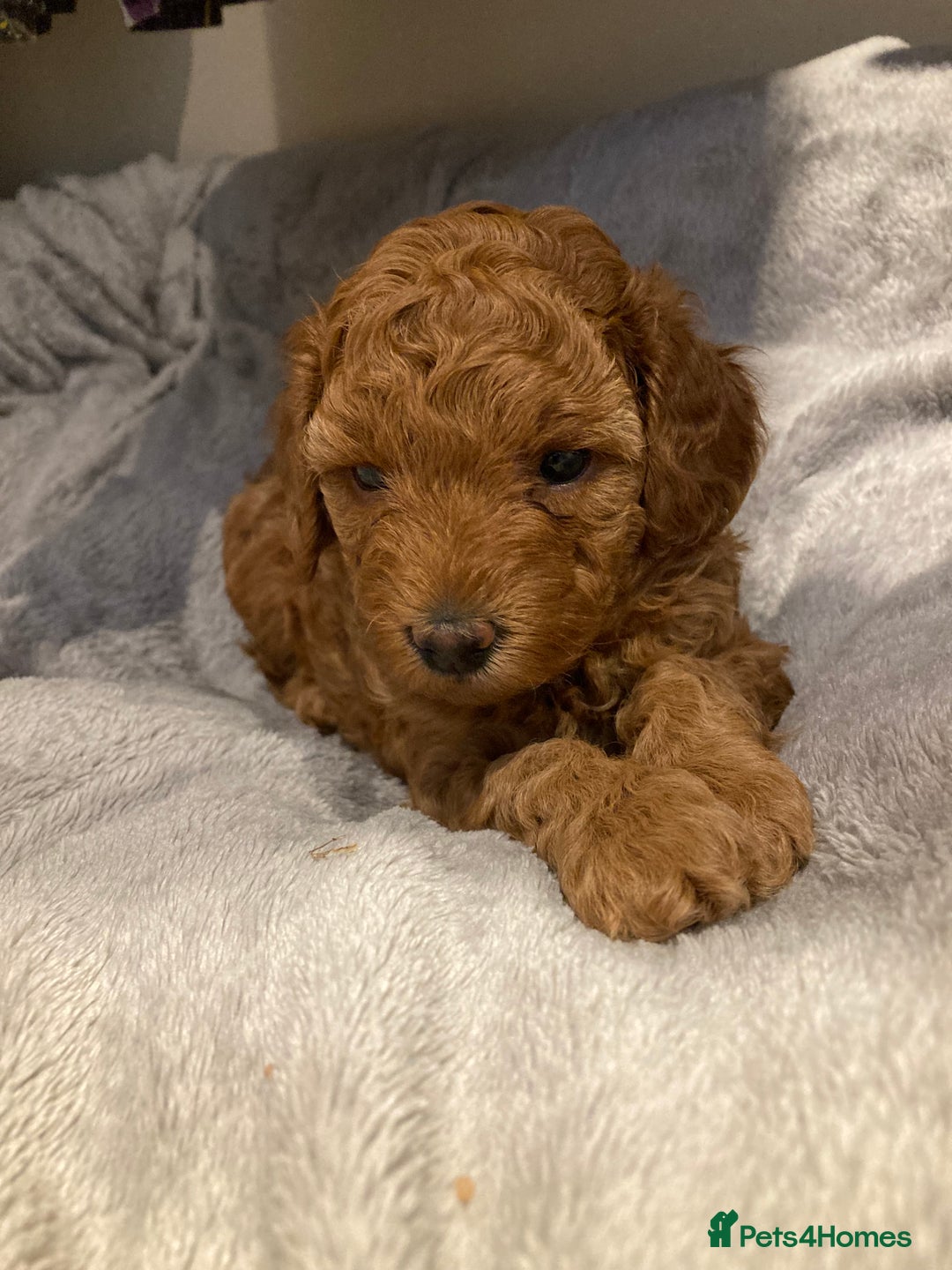 Mixed Breed dogs for sale: COCKAPOO Male and Female fox red  puppies - Image 5