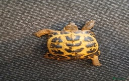 Tortoise reptiles for sale: FREE MALE HERMANN TORTOISE  (gone pending pick up) - Image 3