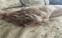 Shih Tzu dogs for sale: Tiny small lilac imperial babies - Image 8