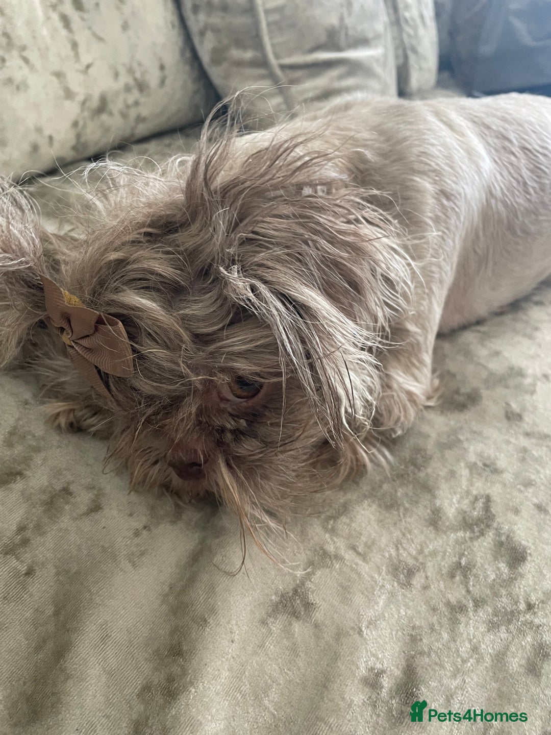 Shih Tzu dogs for sale: Tiny small lilac imperial babies - Image 8