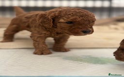 Cockapoo dogs for sale: Stunning cockapoo puppies - Advert 17