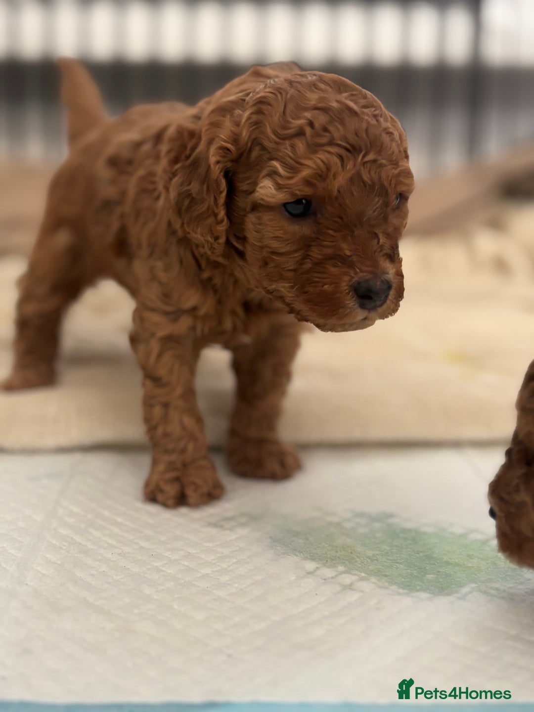 Cockapoo dogs for sale: Stunning cockapoo puppies - Advert 17