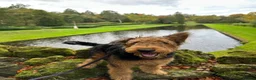 Airedale Terrier dogs for sale: Airedale  - Advert 6