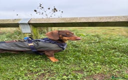 Miniature Dachshund dogs for stud: MINI DACHSHUND STUD - Image 2