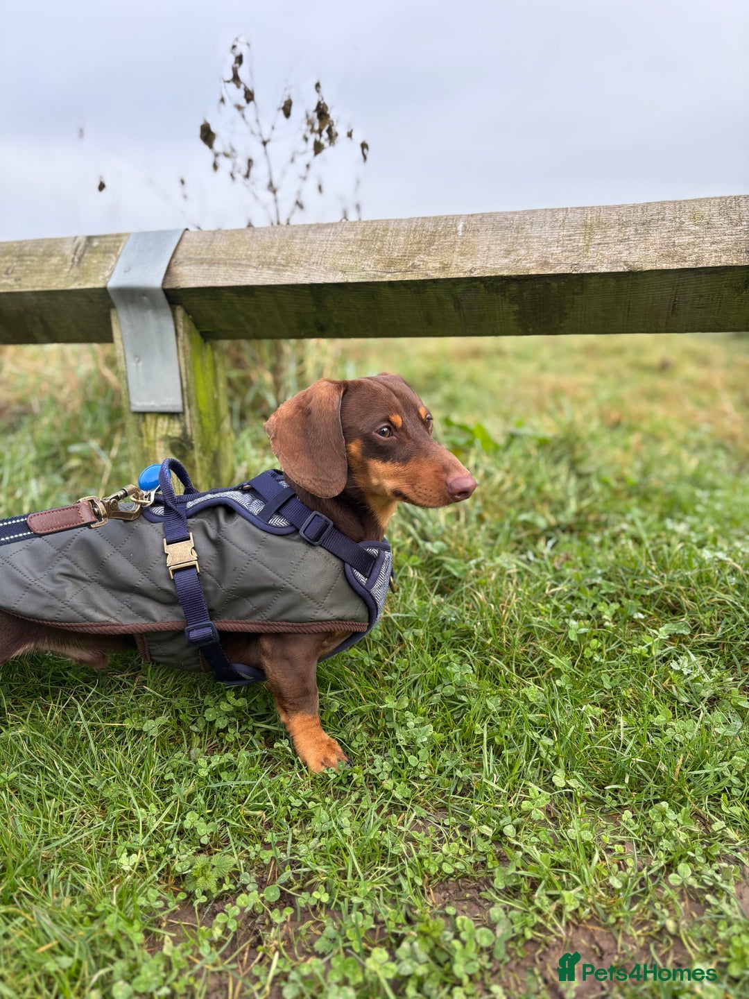 Miniature Dachshund dogs for stud: MINI DACHSHUND STUD - Image 2