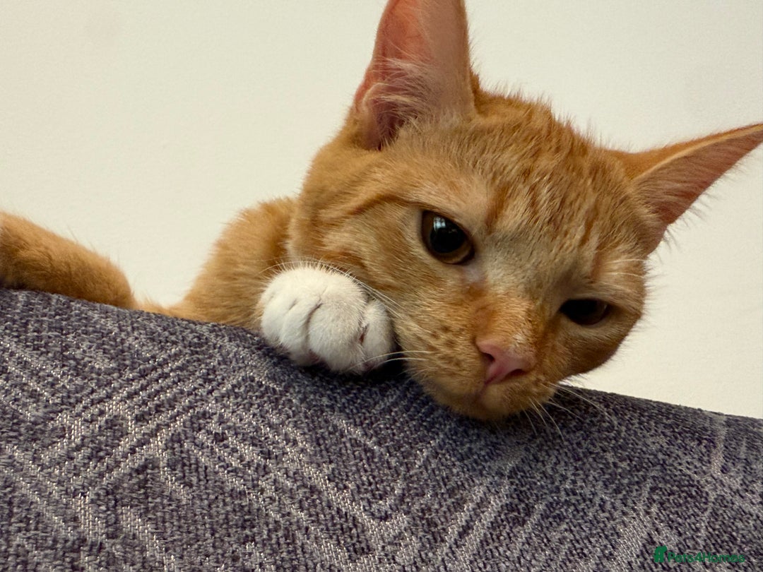 Mixed Breed cats for sale: Ginger cat/ 7 months old  - Image 12