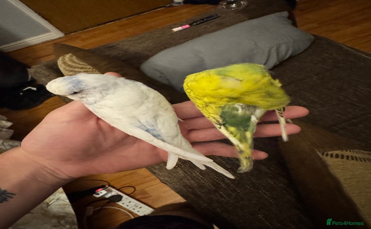 Budgerigars birds - Advert 1