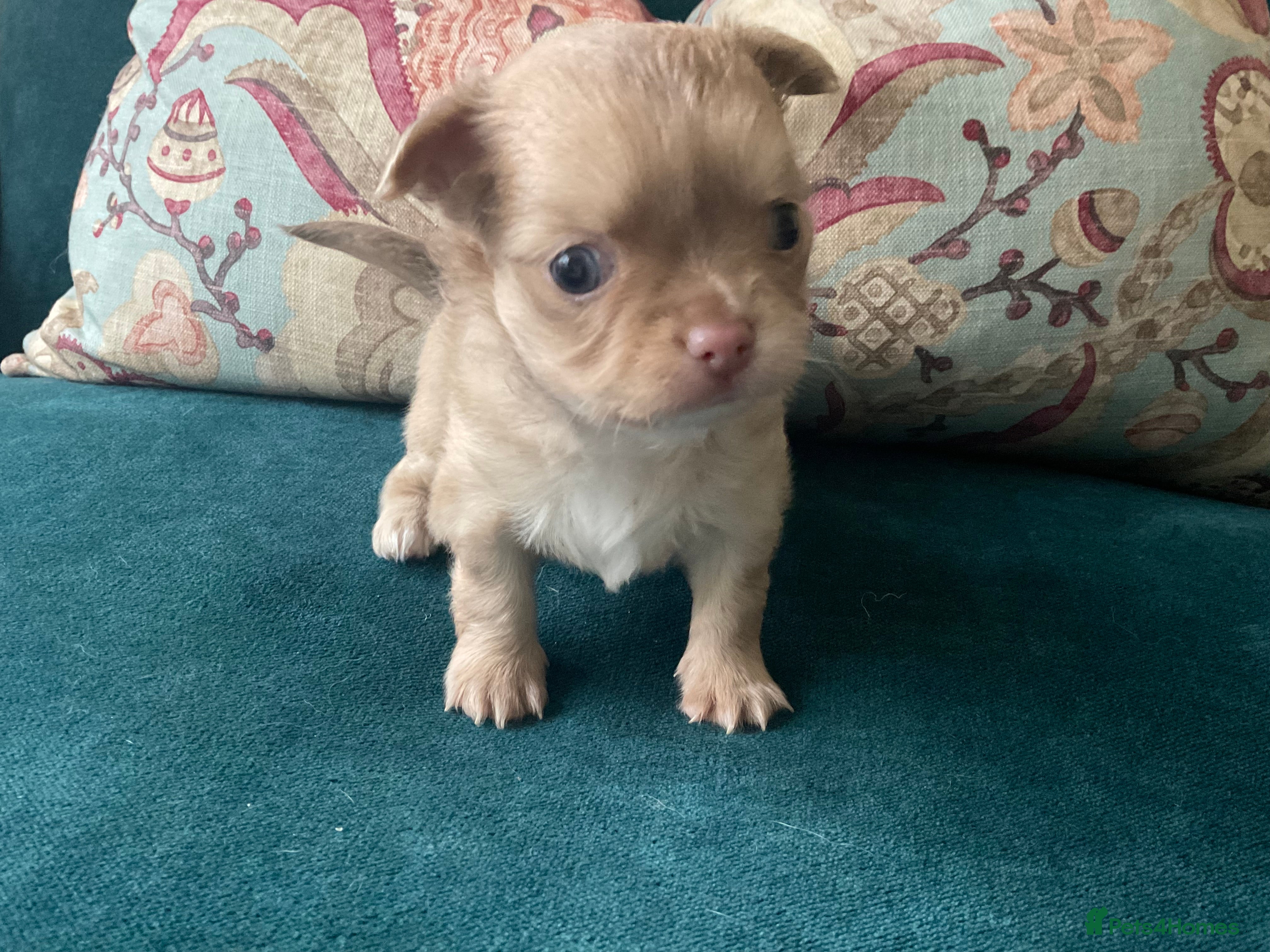 Chihuahua dogs Beautiful chihuahua puppies  - Advert 1