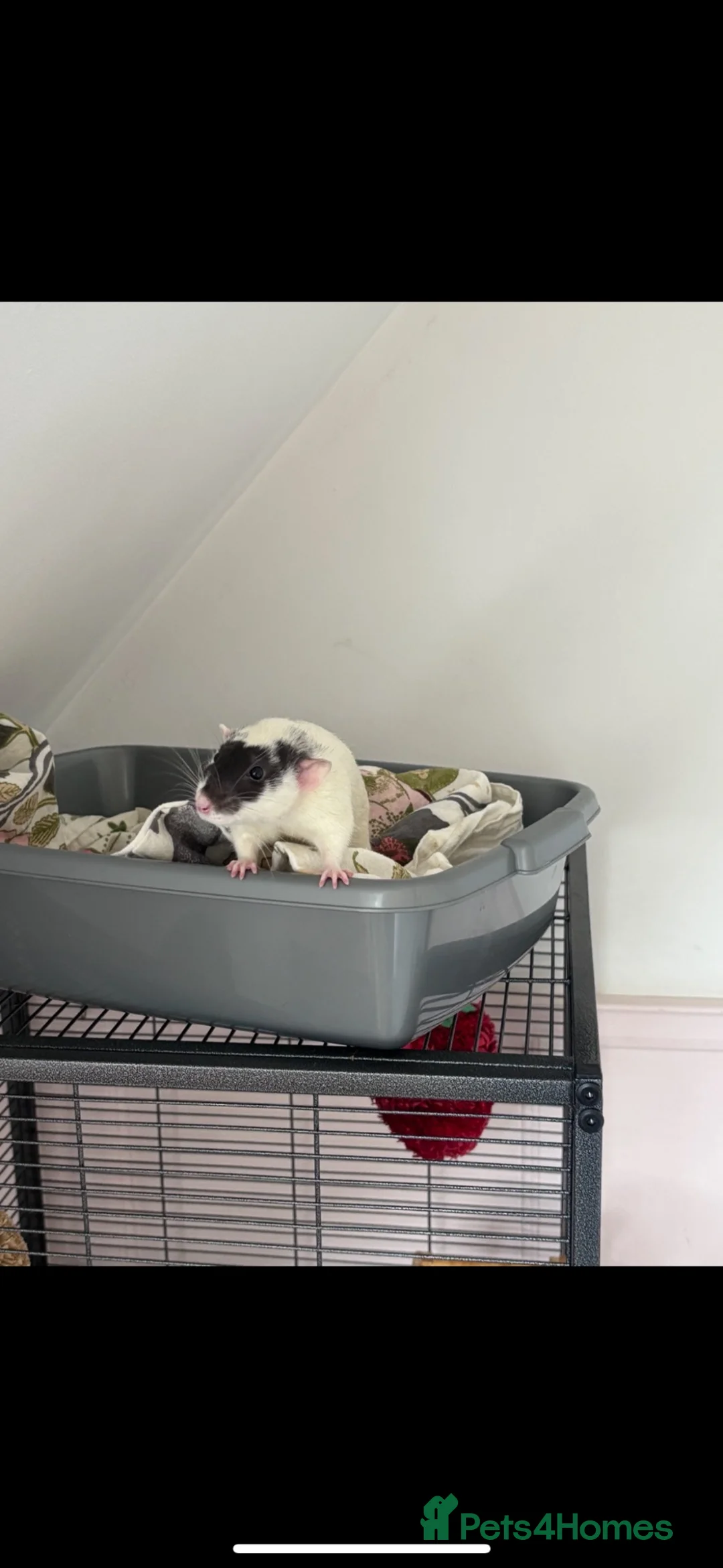 Rat rodents for sale:  OTTO & POE BONDED BROTHERS- 3 story cage included - Advert 14