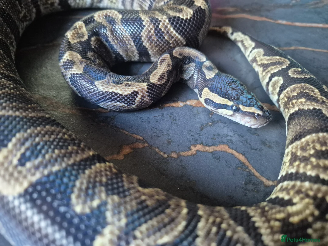 Python Snake reptiles for sale: Various ball pythons  - Advert 12