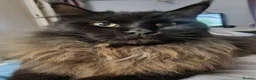 Maine Coon cats for sale: Male Maine Coon in Southport - Advert 6