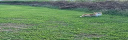 Welsh Corgi Pembroke dogs for sale: Clyde - Red & White Male  - Advert 3