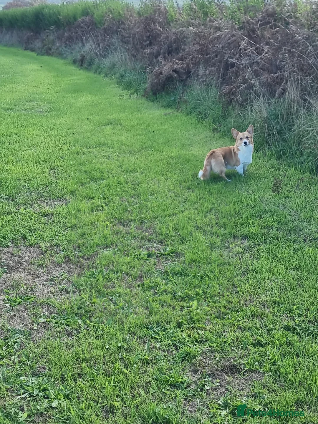 Welsh Corgi Pembroke dogs for sale: Clyde - Red & White Male  - Advert 3