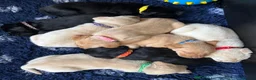 Labrador Retriever dogs for sale: RELISTED DUE TO TIMEWASTER! Gorgeous Lab Puppy - Advert 11