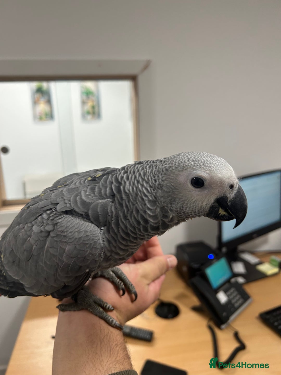 Parrots birds for sale: Hand Reared Baby African Greys  - Advert 5
