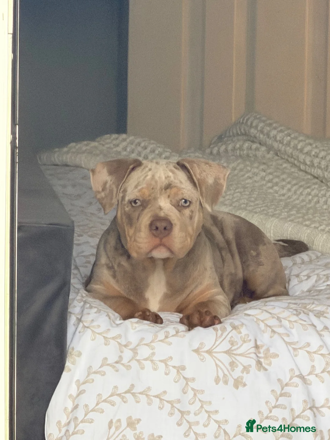 American Bully dogs for sale: 4.5-MONTH-OLD POCKET BULLY PUPPY in Bonnybridge - Advert 1