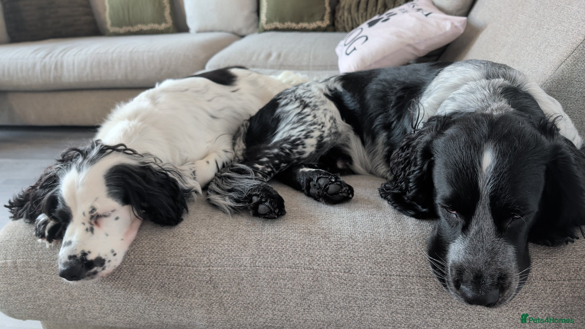 Sprocker dogs Beautiful litter of 11 Sprockers  - Advert 2