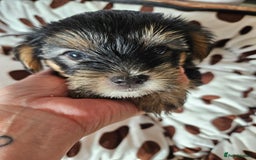 Yorkshire Terrier dogs for sale: DNA TESTED Father - Yorkshire Terrier puppies  - Image 8