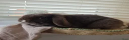 Mini Lop rabbits for sale: Beautiful Chocolate VM Mini Lop Doe - Advert 4