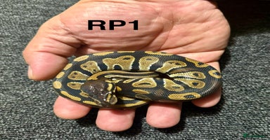 Python Snake reptiles Baby royal pythons - Advert 1