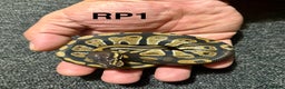 Python Snake reptiles for sale: Baby royal pythons - Advert 3