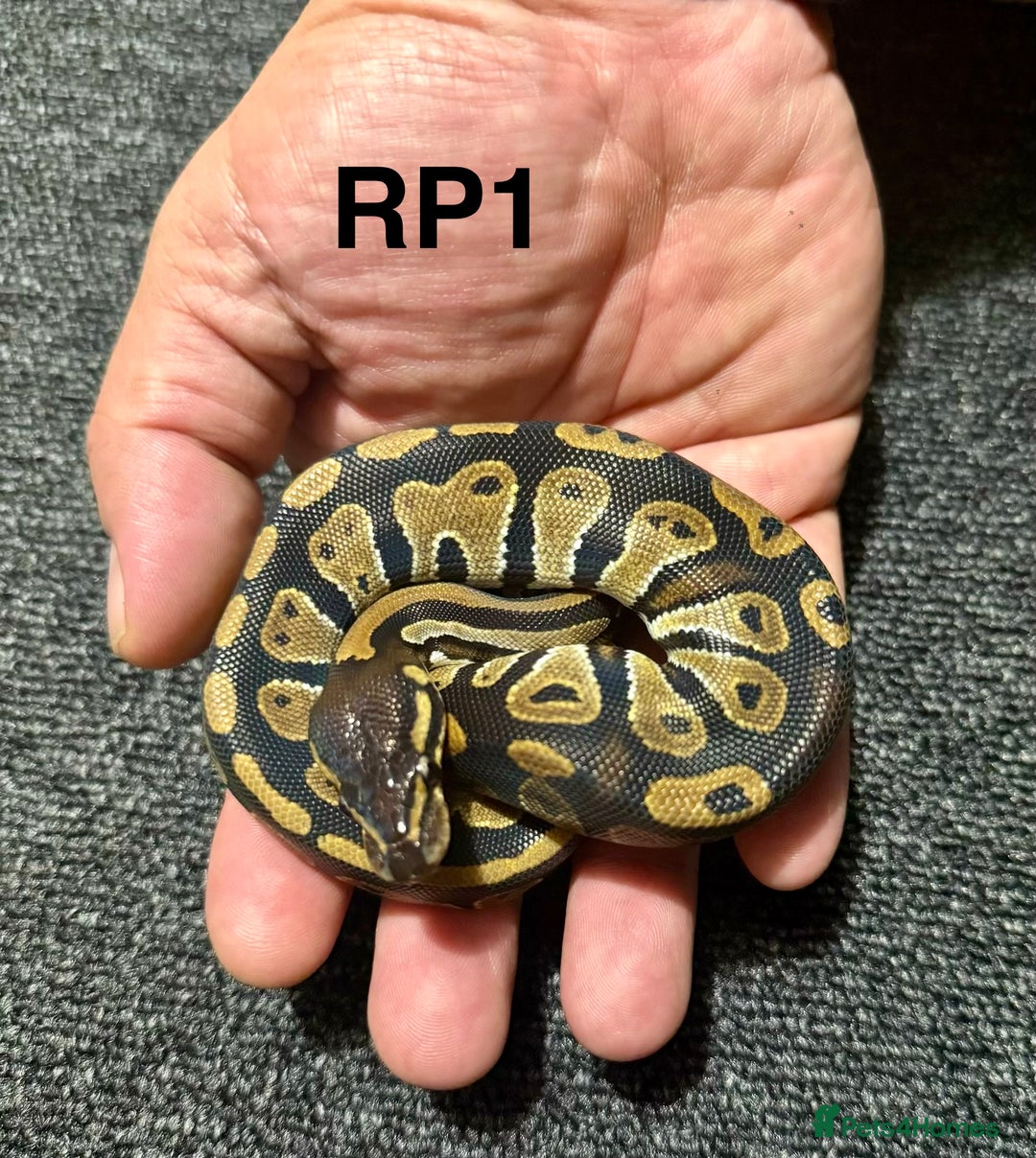 Python Snake reptiles for sale: Baby royal pythons - Advert 3