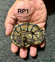 Python Snake reptiles Baby royal pythons - Advert 4