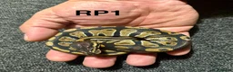 Python Snake reptiles for sale: Baby royal pythons - Advert 3
