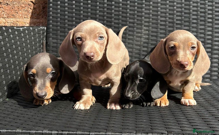 Dachshund dogs - Advert 10