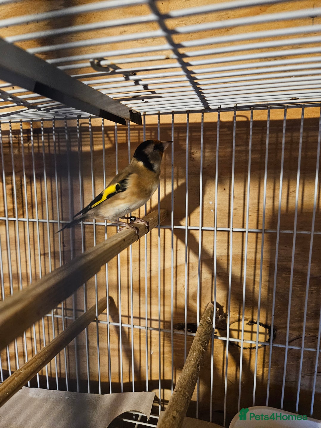 Finches birds for sale: Goldfinches, Bengalese finches & Zebra Finches - Advert 7