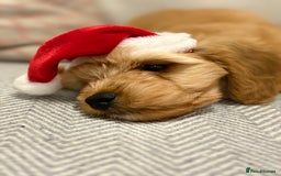 Cavapoo dogs for stud: F1 Cavapoo for stud  - Image 6