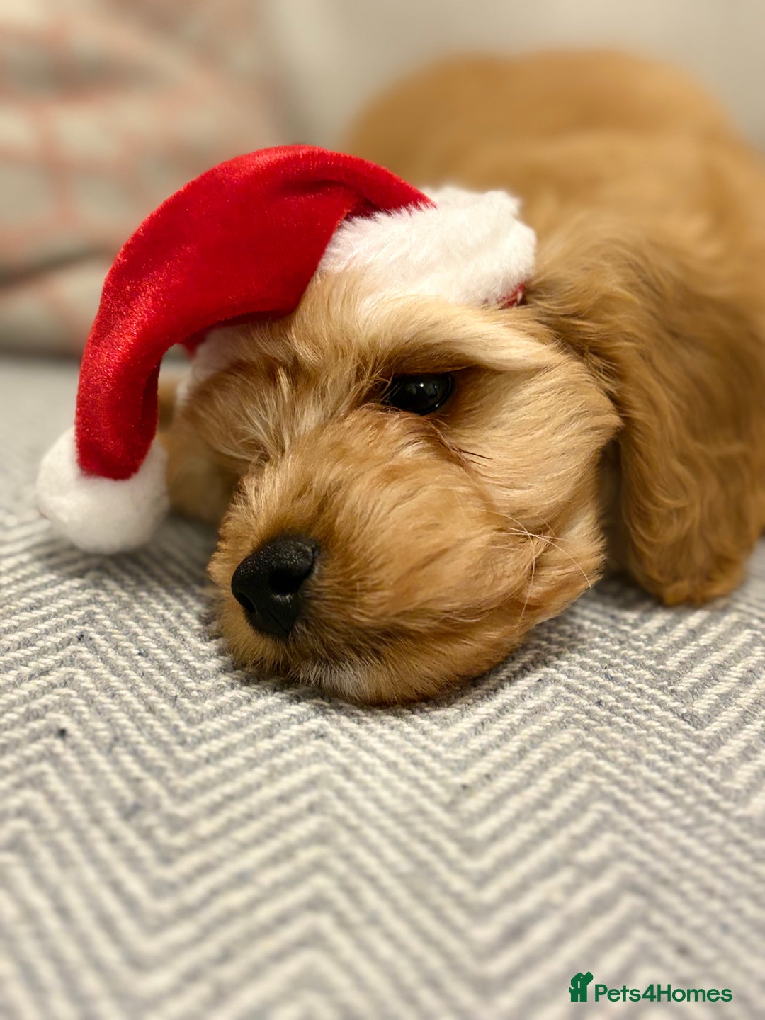 Cavapoo dogs for stud: F1 Cavapoo for stud  - Image 6