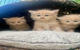Ragcoon cats for sale: Ragdol x Main Coon  - Image 1
