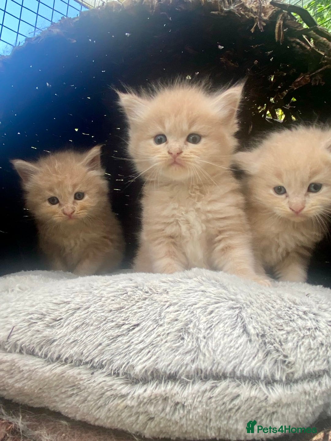 Ragcoon cats for sale: Ragdol x Main Coon  - Image 1