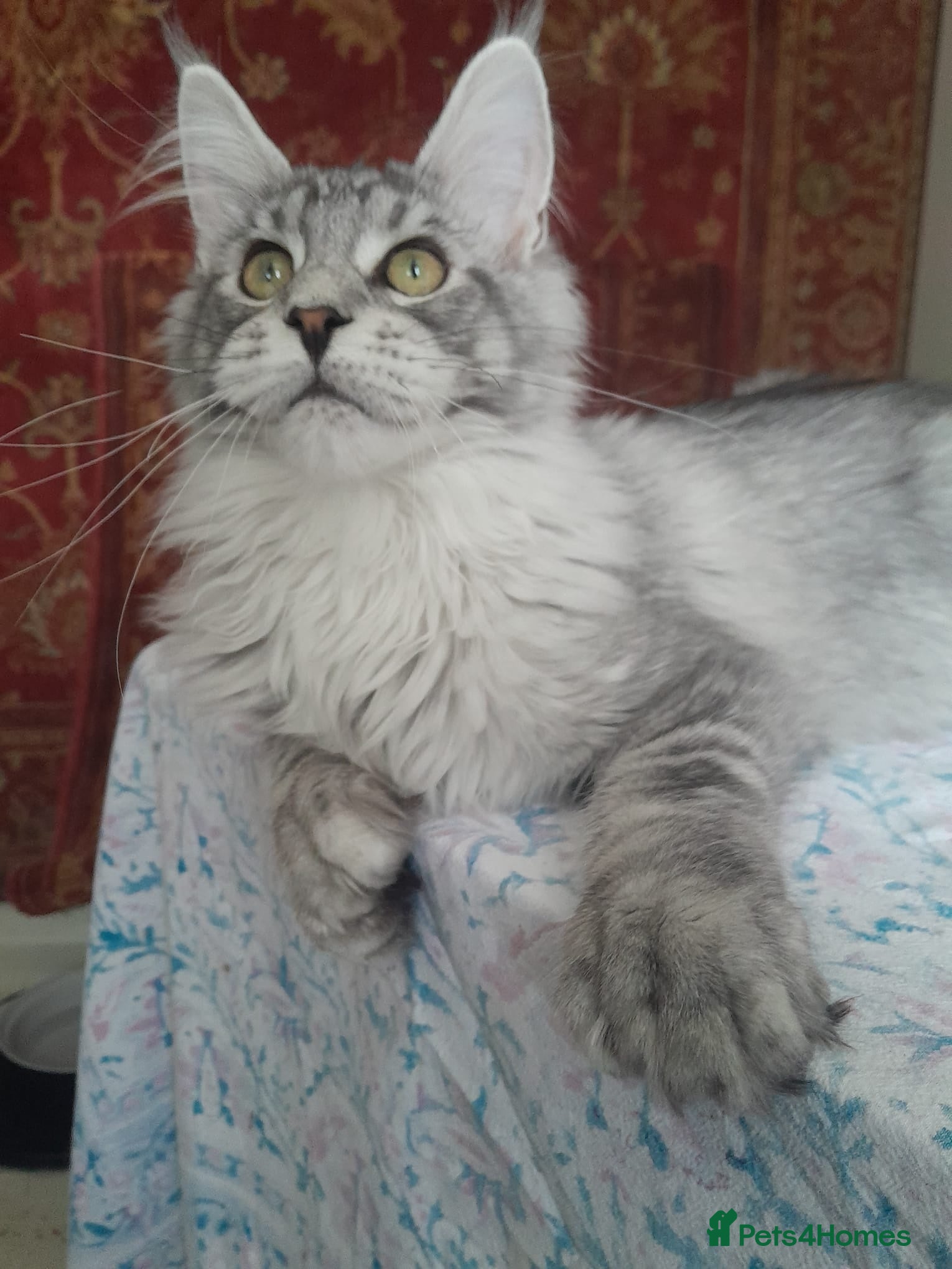 Maine Coon cats black silver ticked&white boys TICA maine coons - Advert 1