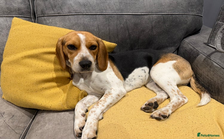 Beagle dogs - Advert 3