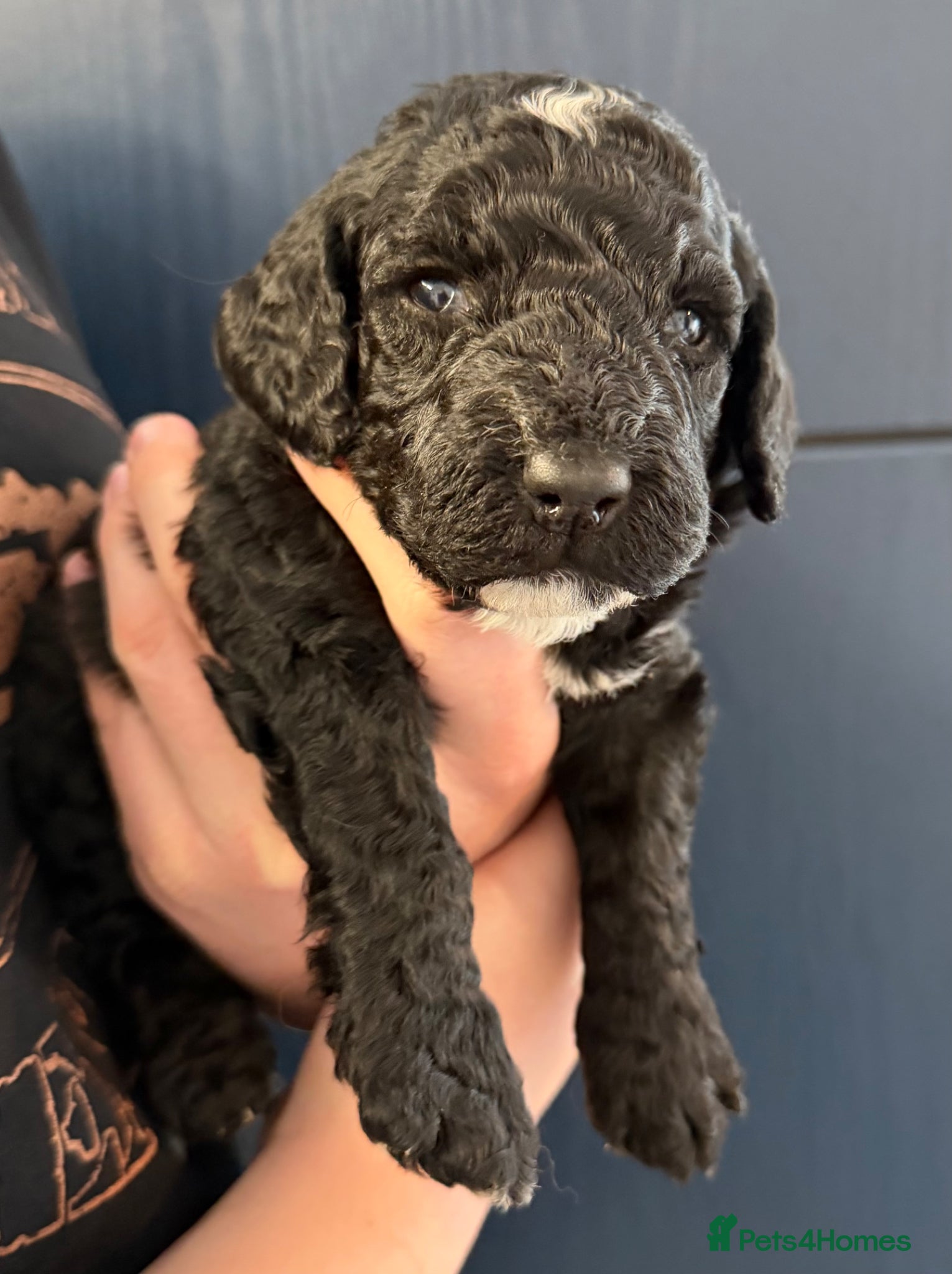 Cockapoo dogs F2 Miniature Cockapoos (last boy) - Advert 3