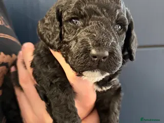Cockapoo dogs F2 Miniature Cockapoos (last boy) - Advert 3