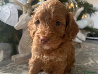 Cockapoo dogs F1 TOY SHOW TYPE DNA 🧬 CLEAR COCKAPOO BABIES 🧸 - Advert 1