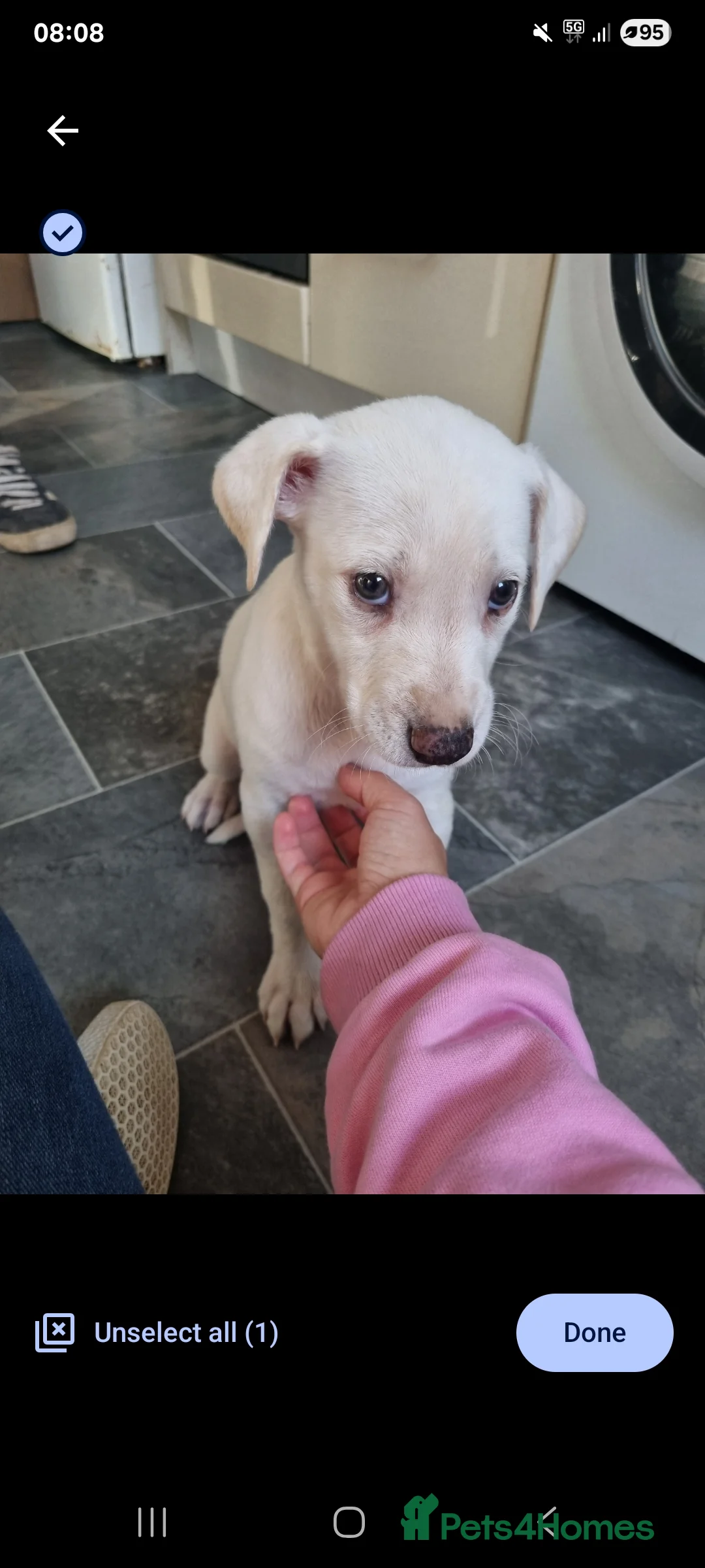 Lurcher dogs for sale: 1 lurcher pup forsale  - Advert 1