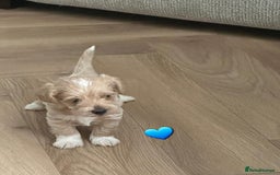 Schnoodle dogs for sale: 5 Adorable Schnoodle Puppies ❤️🩷💚💙🧡 - Image 23