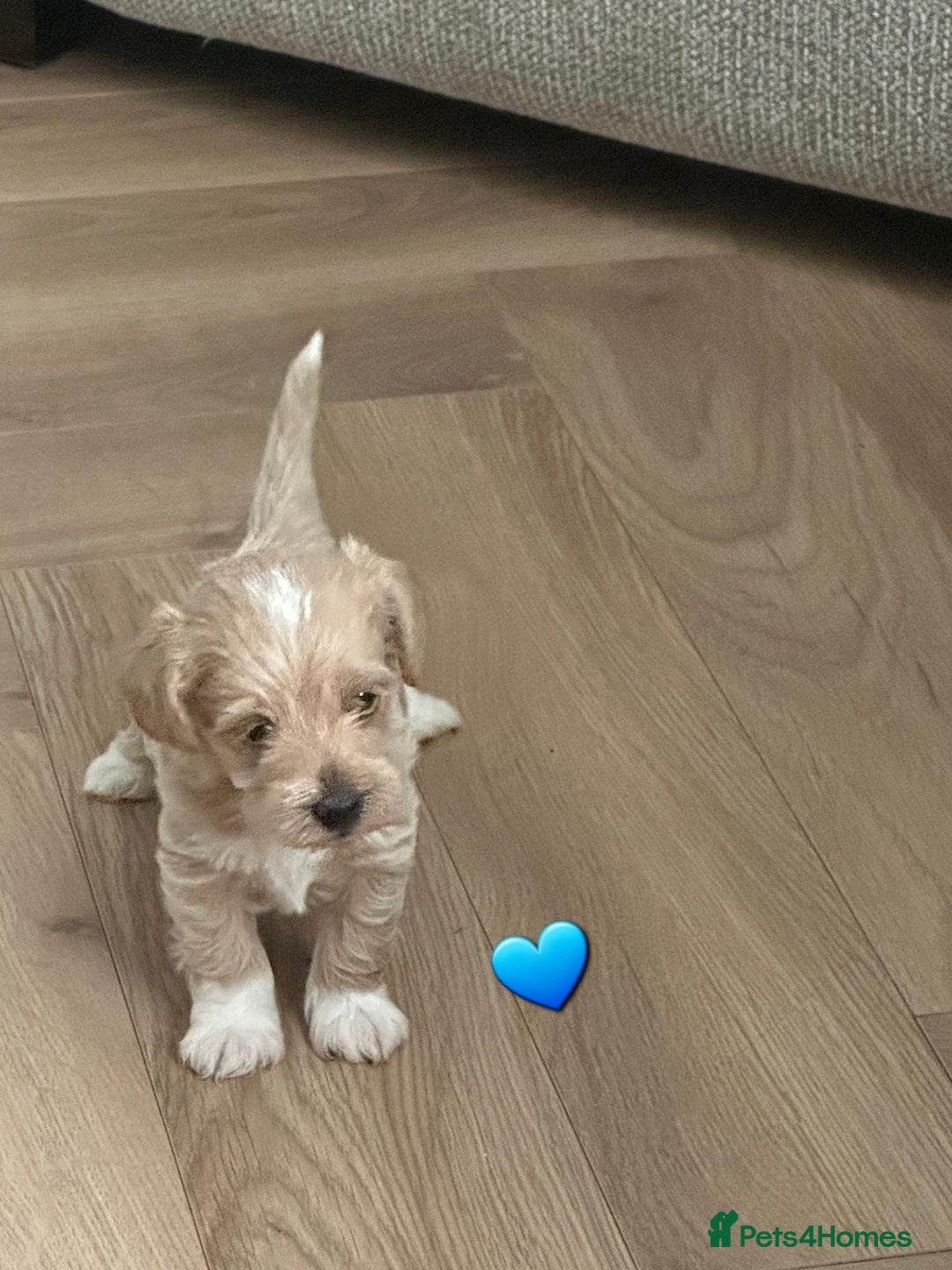 Schnoodle dogs for sale: 5 Adorable Schnoodle Puppies ❤️🩷💚💙🧡 - Image 23