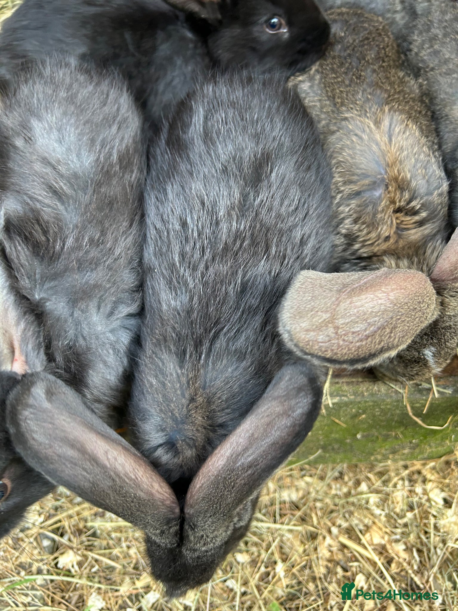 Continental Giant rabbits WE HAVE THE WORLDS BIGGEST BUNNIES  - Advert 2