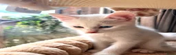 Mixed Breed cats for sale: Gorgeous Kittens - 2 Girls left in Nottingham - Advert 5