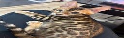 Bengal cats for sale: Champion bloodline Bengal kittens - Advert 6