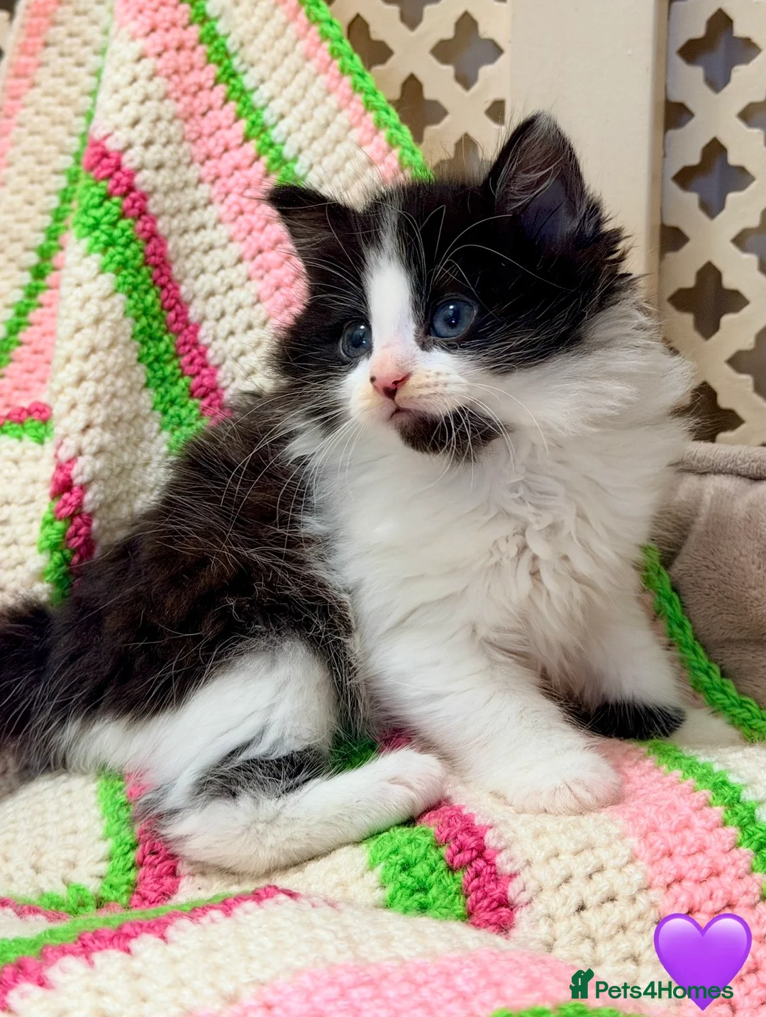 Mixed Breed cats for sale: 💖 MAINE COON X RAGDOLL *PARENTS HEALTH TESTED* 💖 - Advert 17